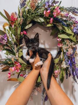 Chicle -  Munchkin Cat for Adoption in Goodyear, Arizona - Chicle | PetCurious