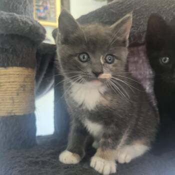 Petunia -  Domestic Short Hair Cat Available for Adoption in Jupiter, Florida - Petunia | PetCurious