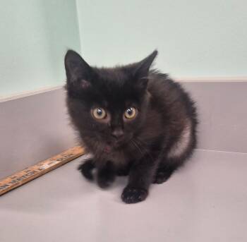 Rescue Domestic Short Hair Cats for Adoption in Athens, Tennessee - Noir | PetCurious