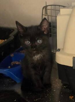 Tigger -  Domestic Short Hair Cat for Adoption in Bossier City, Louisiana - Tigger | PetCurious