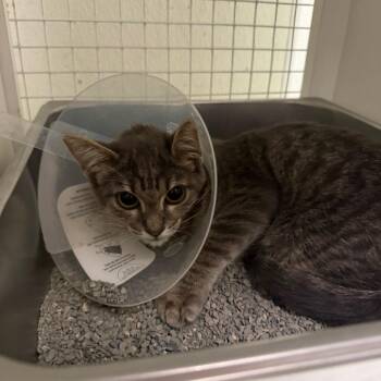 Artemis -  Domestic Short Hair Cat for Adoption in San Antonio, Texas - Artemis | PetCurious