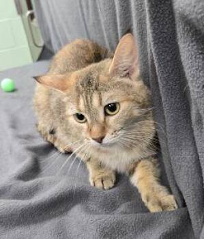 Rescue Domestic Short Hair Cats for Adoption in Bucyrus, Ohio - Sandy | PetCurious