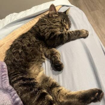 Charlie -  Domestic Long Hair Cat for Adoption in Spokane, Washington - Charlie | PetCurious
