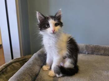 Domestic Short Hair Cats Available for Adoption in Santa Clara, California - COLADA | PetCurious