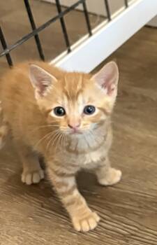 Dink -  Domestic Short Hair and American Shorthair Cat for Adoption in Charlotte, North Carolina - Dink | PetCurious