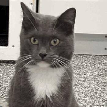 Pebbles -  Domestic Short Hair Cat for Adoption in Tampa, Florida - Pebbles | PetCurious