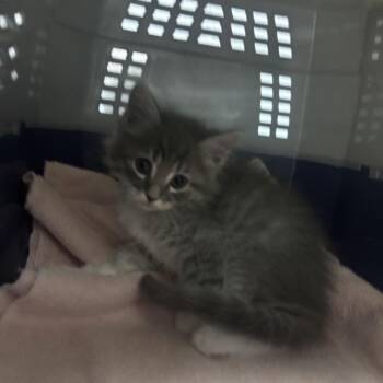 Gummy Bear -  Domestic Long Hair Cat for Adoption in Riverside, California - Gummy Bear | PetCurious