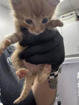 Lil Dicky -  Domestic Short Hair Cat for Adoption in Sevierville, Tennessee - Lil Dicky | PetCurious