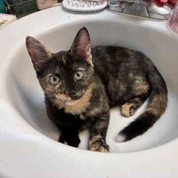 Jessica -  Domestic Short Hair Cat for Adoption in Powdersville, South Carolina - Jessica | PetCurious
