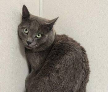 Domestic Short Hair Cats Available for Adoption - Eros | PetCurious