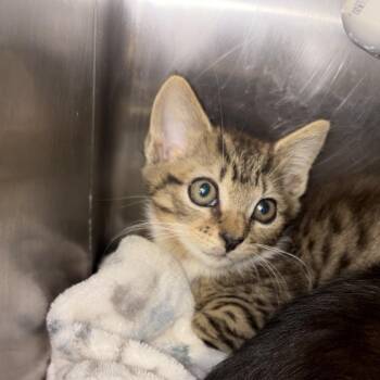 Tinkerbell -  Domestic Short Hair Cat for Adoption in West Palm Beach, Florida - Tinkerbell | PetCurious