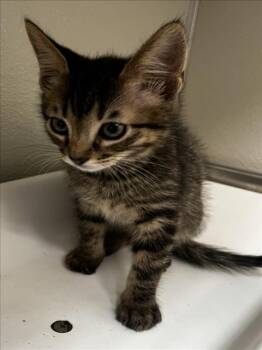Domestic Short Hair Cats Available for Adoption in Tracy, California - HENRY | PetCurious
