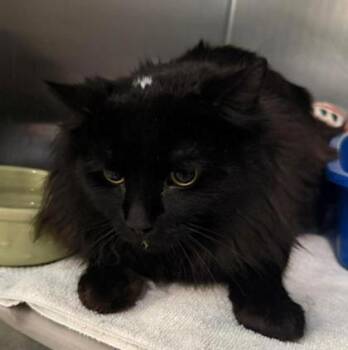 Kojo -  Domestic Long Hair Cat for Adoption in Annapolis, Maryland - Kojo | PetCurious