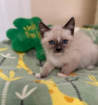 Domestic Short Hair Cats Available for Adoption - PATTY | PetCurious