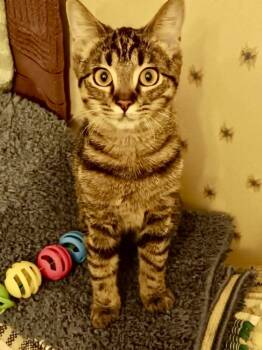 Rescue Domestic Short Hair Cats for Adoption in Augusta, Georgia - Kimmie | PetCurious