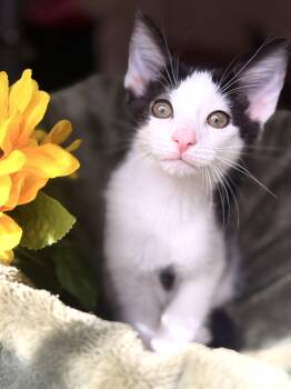 Scout -  Domestic Short Hair Cat for Adoption in Gradyville, Kentucky - Scout | PetCurious