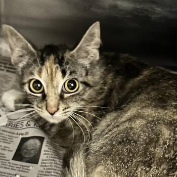 Lola -  Domestic Short Hair Cat for Adoption in Newport, North Carolina - Lola | PetCurious