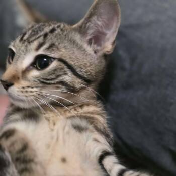 Ringo -  Domestic Short Hair Cat for Adoption in Piscataway, New Jersey - Ringo | PetCurious