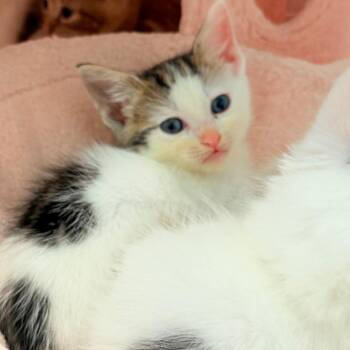 Milkshake -  Domestic Long Hair Cat for Adoption in Juno Beach, Florida - Milkshake | PetCurious