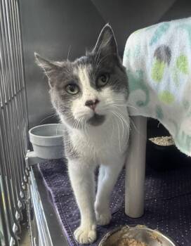 Rescue Domestic Short Hair Cats for Adoption in Marshall, North Carolina - Texas Orange | PetCurious