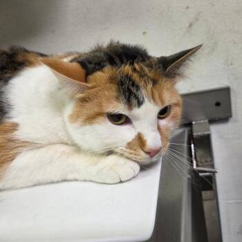 Domestic Medium Hair Cats Available for Adoption - Jenn-Aye | PetCurious