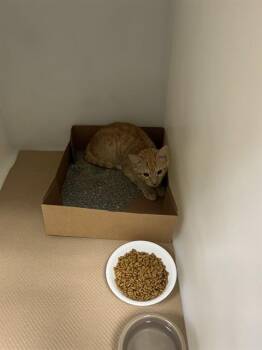 Domestic Short Hair Cats Available for Adoption in Palmetto, Florida - A135349 | PetCurious