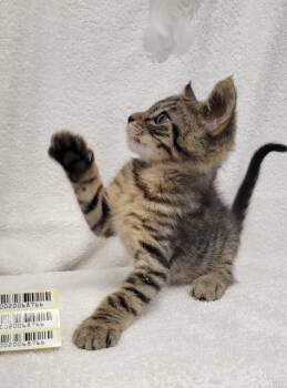 Kitten C -  Domestic Short Hair Cat for Adoption in Sunnyvale, Texas - Kitten C | PetCurious