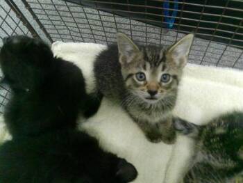 PHIPS -  Domestic Short Hair Cat for Adoption in Kalamazoo, Michigan - PHIPS | PetCurious