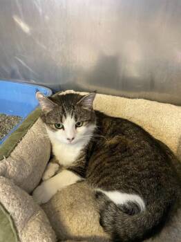 Rescue Domestic Short Hair Cats for Adoption in Pine Grove, Pennsylvania - Emerald | PetCurious