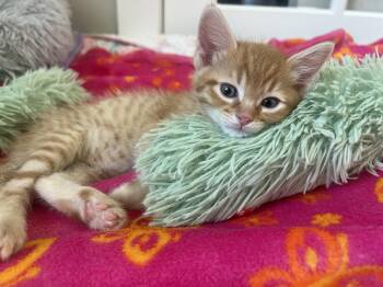 Eeny -  Domestic Short Hair Cat for Adoption in Fruit Heights, Utah - Eeny | PetCurious