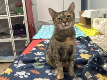 Cassiopeia -  Domestic Short Hair Cat for Adoption in Chicago, Illinois - Cassiopeia | PetCurious