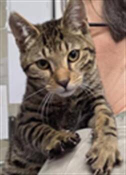 Domestic Short Hair Cats Available for Adoption in Hagerstown, Maryland - WOOKIE | PetCurious