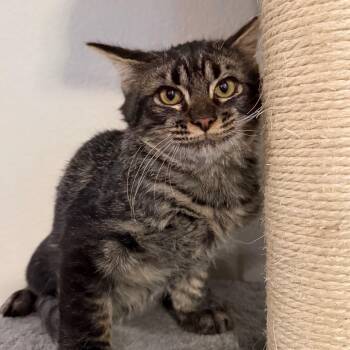 Joe -  Domestic Short Hair Cat for Adoption in Midland, Texas - Joe | PetCurious