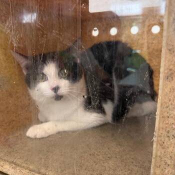 Deuce Cowan -  Domestic Short Hair Cat for Adoption in Philadelphia, Pennsylvania - Deuce Cowan | PetCurious