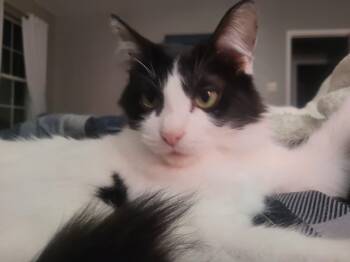 Domestic Medium Hair Cats Available for Adoption in Bauxite, Arkansas - Mantis | PetCurious