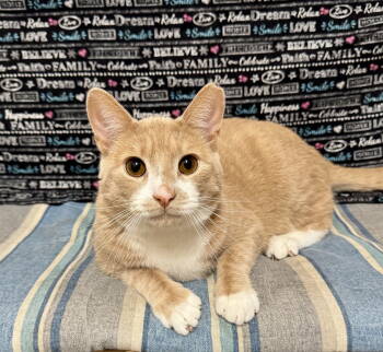 Rescue Domestic Short Hair Cats for Adoption in Newtown Square, Pennsylvania - Teddy | PetCurious