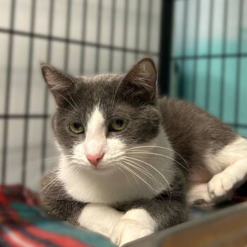 Rescue Domestic Short Hair Cats for Adoption in Davenport, Iowa - Queen Sploot | PetCurious