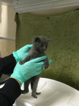 PETER -  Domestic Short Hair Cat for Adoption in Riverside, California - PETER | PetCurious