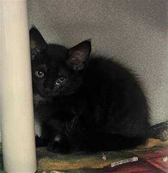 KAT -  Domestic Short Hair Cat for Adoption in Dallas, Texas - KAT | PetCurious
