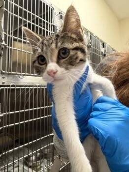 Coconut -  Domestic Short Hair Cat for Adoption in Wichita, Kansas - Coconut | PetCurious