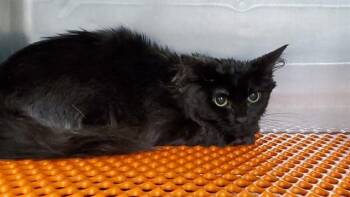 GIGI -  Domestic Medium Hair Cat for Adoption in Aurora, Illinois - GIGI | PetCurious