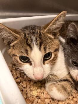 Porter Kitten 5 -  Domestic Short Hair Cat for Adoption in Morgantown, Kentucky - Porter Kitten 5 | PetCurious