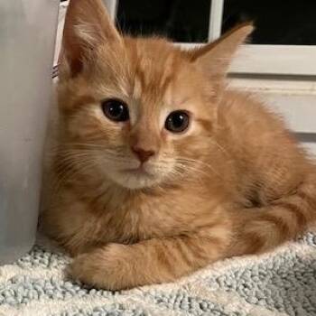 Doser PURE LOVE -  Tabby and Tiger Cat Available for Adoption in Bethel, Connecticut - Doser PURE LOVE | PetCurious