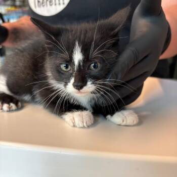 Domestic Short Hair Cats Available for Adoption in Huntington, West Virginia - Thunder | PetCurious