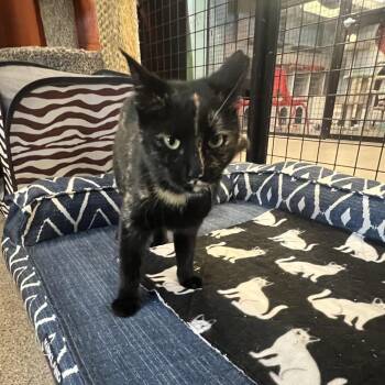 Bitzy (Maisie) -  Domestic Short Hair Cat for Adoption in Sarasota, Florida - Bitzy (Maisie) | PetCurious