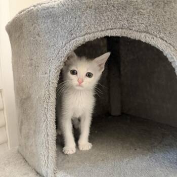 Nimbo 2026-373 -  Domestic Short Hair Cat for Adoption in Winder, Georgia - Nimbo 2026-373 | PetCurious