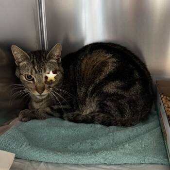 IVHS-Stray-37707 -  Domestic Short Hair Cat for Adoption in San Gabriel, California - IVHS-Stray-37707 | PetCurious