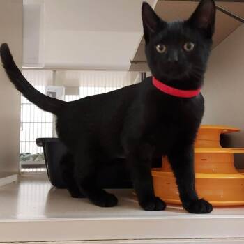 Biggie Paws -  Domestic Short Hair Cat for Adoption in Ballston Spa, New York - Biggie Paws | PetCurious