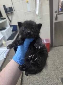 Kandy Paradise -  Domestic Short Hair Cat for Adoption in Westland, Michigan - Kandy Paradise | PetCurious