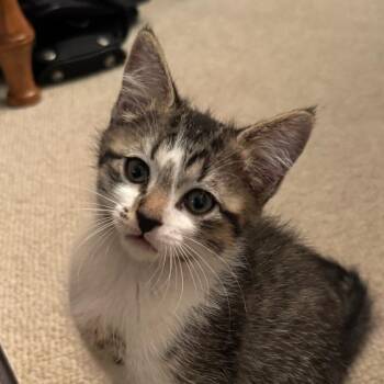 Kenny -  Domestic Short Hair Cat for Adoption in Middlebury, Vermont - Kenny | PetCurious